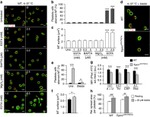 alpha Tubulin Antibody in Immunocytochemistry (ICC/IF)