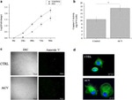 alpha Tubulin Antibody in Immunocytochemistry (ICC/IF)