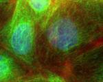 alpha Tubulin Antibody in Immunocytochemistry (ICC/IF)