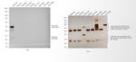 Rabbit IgG (H+L) Poly-HRP Secondary Antibody