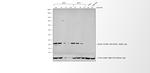 Rabbit IgG (H+L) Poly-HRP Secondary Antibody in Western Blot (WB)