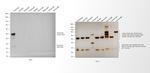 Rabbit IgG (H+L) Poly-HRP Secondary Antibody in Western Blot (WB)