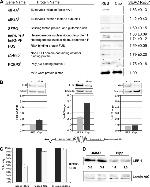 beta Tubulin Antibody in Western Blot (WB)