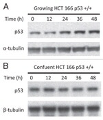 beta Tubulin Antibody in Western Blot (WB)