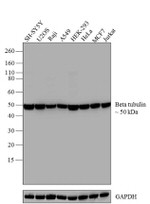 beta Tubulin Antibody in Western Blot (WB)