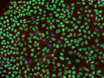 beta Tubulin Antibody in Immunocytochemistry (ICC/IF)