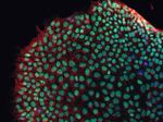 beta Tubulin Antibody in Immunocytochemistry (ICC/IF)