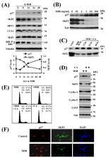 Cullin 1 Antibody in Western Blot (WB)