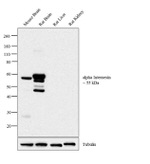 alpha Internexin Antibody in Western Blot (WB)
