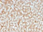 Haptoglobin (HP) Antibody in Immunohistochemistry (Paraffin) (IHC (P))