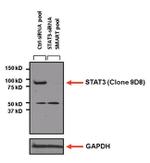 Mouse IgG (H+L) Secondary Antibody in Western Blot (WB)