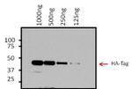 Mouse IgG (H+L) Secondary Antibody in Western Blot (WB)