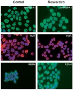 HuR Antibody in Immunocytochemistry (ICC/IF)