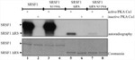 SRSF1 Antibody in Western Blot (WB)