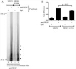 SRSF1 Antibody in Western Blot, Immunoprecipitation (WB, IP)