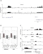 SRSF1 Antibody in ChIP Assay (ChIP)