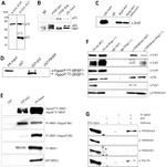 SRSF1 Antibody in Western Blot, ChIP Assay (WB, ChIP)