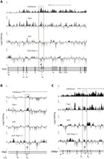 SRSF1 Antibody in ChIP Assay (ChIP)