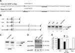 SRSF1 Antibody in Western Blot (WB)