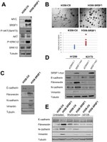 SRSF1 Antibody in Western Blot (WB)