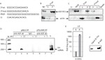 SRSF1 Antibody in Western Blot (WB)