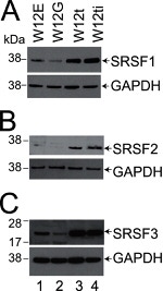 SRSF1 Antibody in Western Blot (WB)