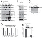 SRSF3 Antibody in Western Blot (WB)