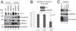 SRSF1 Antibody in Western Blot (WB)