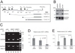 SRSF1 Antibody in Western Blot (WB)