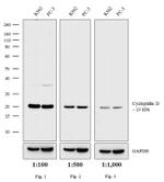 Rabbit IgG (H+L) Secondary Antibody in Western Blot (WB)