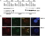 SRSF1 Antibody in Western Blot, Immunocytochemistry, Immunoprecipitation (WB, ICC/IF, IP)