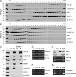 SRSF1 Antibody in Western Blot (WB)