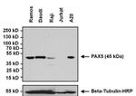 Rabbit IgG (H+L) Secondary Antibody in Western Blot (WB)