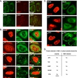 PTBP1 Antibody in Immunocytochemistry (ICC/IF)