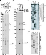 PTBP1 Antibody in RNA Immunoprecipitation (RIP)