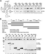 PTBP1 Antibody in Western Blot, RNA Immunoprecipitation (WB, RIP)