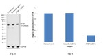 PTBP1 Antibody