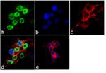 PTBP1 Antibody in Immunocytochemistry (ICC/IF)