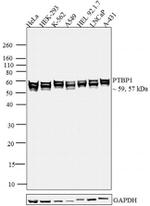 PTBP1 Antibody in Western Blot (WB)