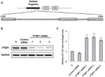 PTBP1 Antibody in Western Blot (WB)