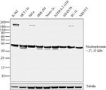 NPM1 Antibody in Western Blot (WB)