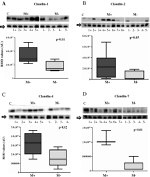 Claudin 7 Antibody in Western Blot (WB)