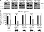 Claudin 2 Antibody in Western Blot (WB)