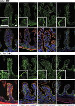 Occludin Antibody in Immunohistochemistry (IHC)