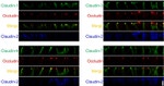 Claudin 3 Antibody in Immunocytochemistry (ICC/IF)