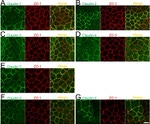 Claudin 7 Antibody in Immunocytochemistry (ICC/IF)