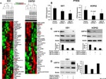 PTEN Antibody in Western Blot (WB)