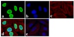 PTEN Antibody in Immunocytochemistry (ICC/IF)