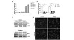 Desmocollin 2/3 Antibody in Western Blot, Immunocytochemistry (WB, ICC/IF)