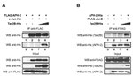 HA Tag Antibody in Western Blot (WB)